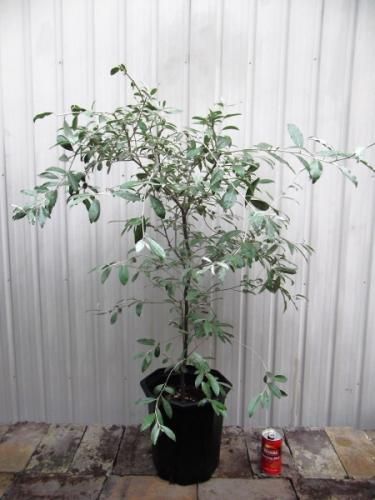 ❈ ロシアンオリーブ フレッシュ ❈ ロシアンオリーブ スタンダード仕立て 鉢植え 大型宅配便 北海道・沖縄