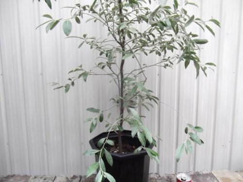 ❈ ロシアンオリーブ フレッシュ ❈ ロシアンオリーブ スタンダード仕立て 鉢植え 大型宅配便 北海道・沖縄