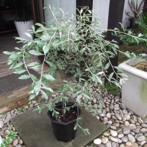 ロシアンオリーブ 8号 - 植物と暮らす m-plant