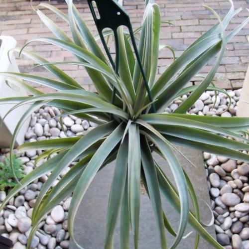 S*︎様 現物　チランジア・リオホンドエンシス　ⅩＬ　50ｃｍ　Tillands チランジア・リオホンドエンシス 吊り ⅩL - 植物と暮らす m-plant