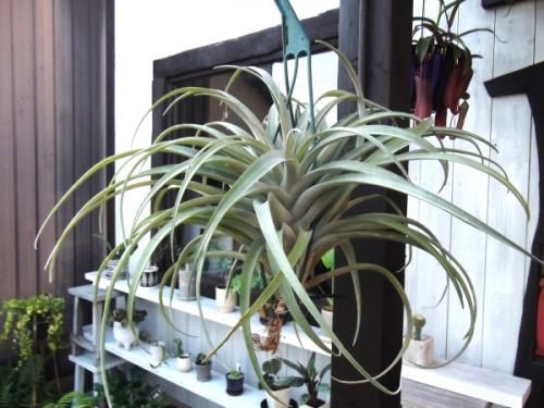チランジア・リオホンドエンシス 吊り ⅩL - 植物と暮らす m-plant
