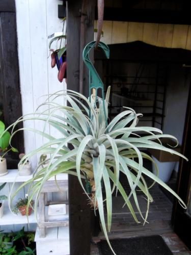 チランジア・リオホンドエンシス 吊り ⅩL - 植物と暮らす m-plant