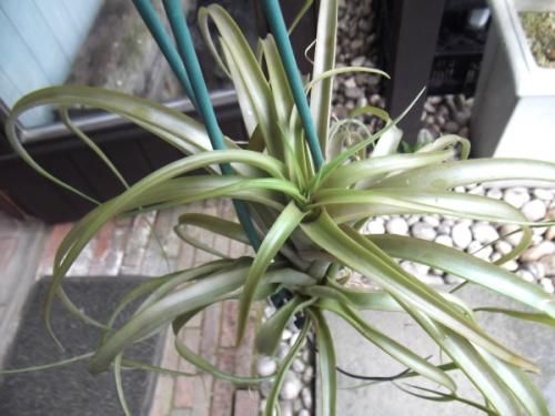 チランジア キセログラフィカ × ブラキカウロス チランジア・キセログラフィカ×ブラキカウロス Tillandsia