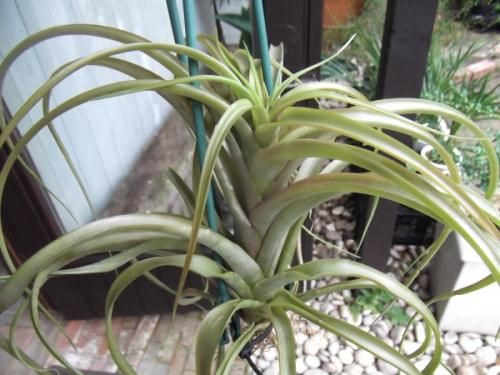 チランジア・ブラキカウロス L - 植物と暮らす m-plant