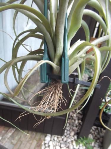 チランジア・ブラキカウロス L - 植物と暮らす m-plant