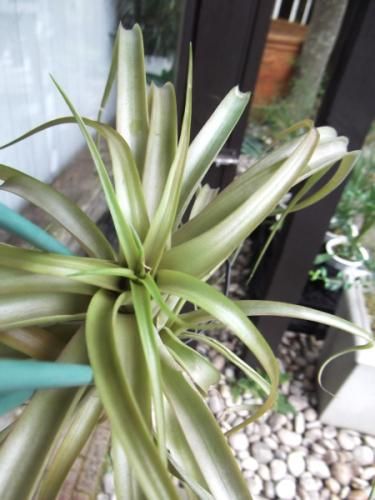 チランジア・ブラキカウロス L - 植物と暮らす m-plant