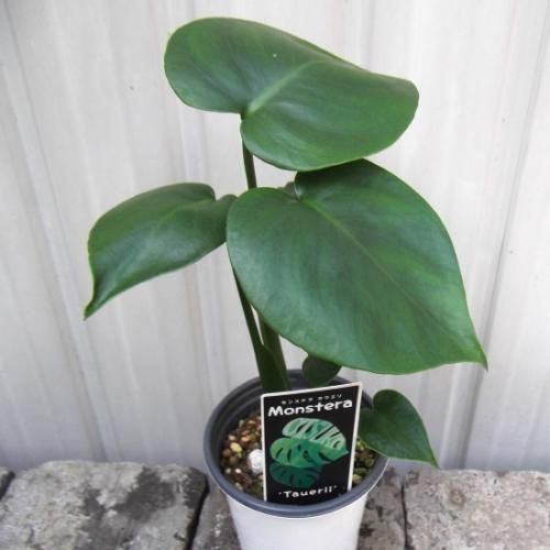 現物「モンステラ・デリシオサ 幹上がり」７号　110ｃｍ　Monstera 15b4d17adda3d888397d4dfbb47b49