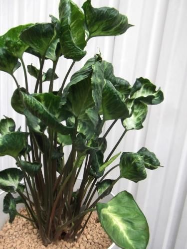 シンゴニウム・ゴジラ 6号 - 植物と暮らす m-plant