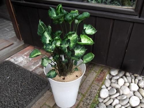 シンゴニウム・ゴジラ 6号 - 植物と暮らす m-plant