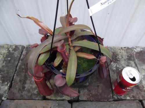 ネペンテス・レベッカ 吊り 5号 - 植物と暮らす m-plant