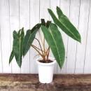 �ե����ǥ�ɥ��󡦥ӥ�åƥ���������