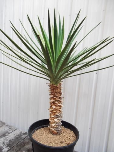 ユッカ・アロイフォリア 7号 - 植物と暮らす m-plant