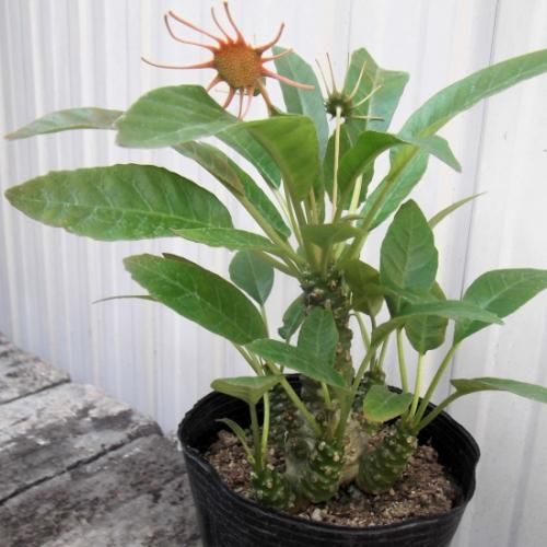 ドルステニア・フォエチダ 4号 - 植物と暮らす m-plant