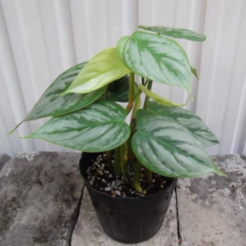 フィロデンドロン・ソディロイ 3.5号 - 植物と暮らす m-plant