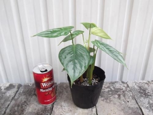 フィロデンドロン・ソディロイ 3.5号 - 植物と暮らす m-plant