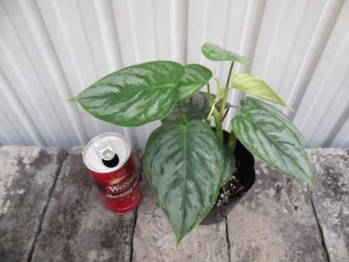 フィロデンドロン・ソディロイ 3.5号 - 植物と暮らす m-plant