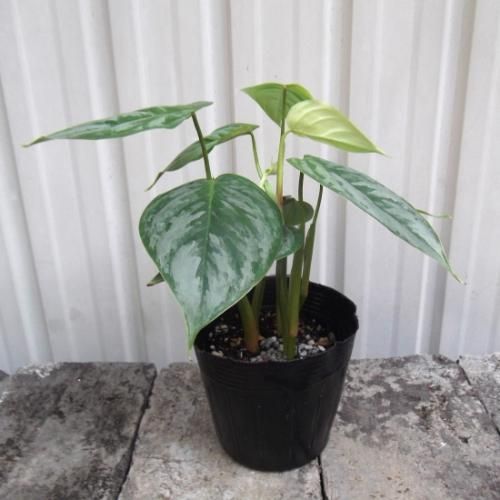 フィロデンドロン・ソディロイ 3.5号 - 植物と暮らす m-plant