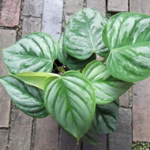 フィロデンドロン・ソディロイ 3.5号 - 植物と暮らす m-plant