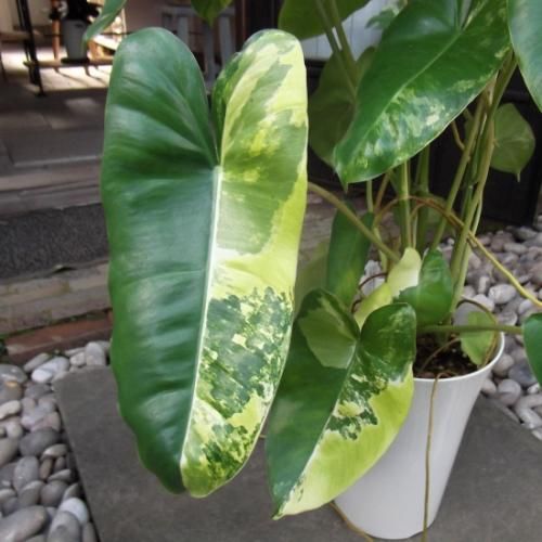 フィロデンドロン ブルレーマルクシー 斑入り 石化株 5号鉢