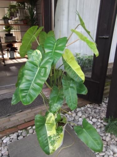 フィロデンドロン・バールマルクス 斑入り 7号 - 植物と暮らす