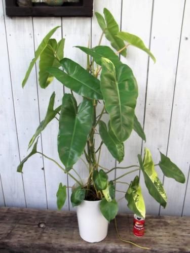 フィロデンドロン ブルレーマルクシー 斑入り 石化株 5号鉢