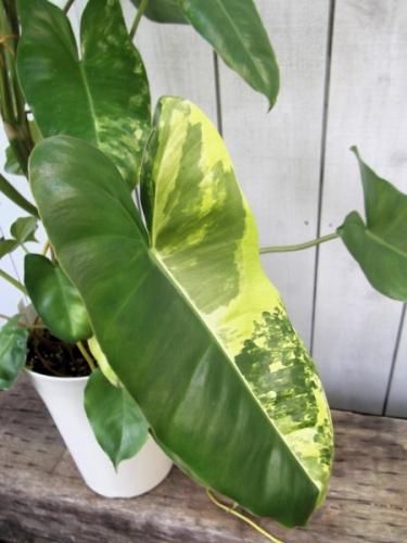 フィロデンドロン　バールマルクス斑入り フィロデンドロン・バールマルクス斑入り（Philodendron Burle