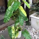 եǥɥ󡦥Сޥ륯 ꡡ