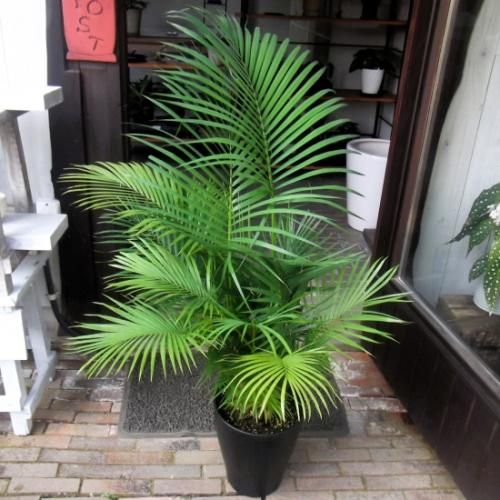 現物「ラベニアヤシ」８号　120ｃｍ　Ravenea rivularis ラベニアヤシ 8号 - 植物と暮らす m-plant