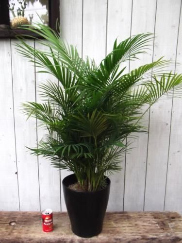 ラベニア ヤシ ラべニア | いぶすき観葉植物｜観葉のまち指宿