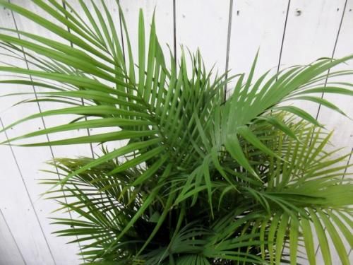 現物「ラベニアヤシ」８号　120ｃｍ　Ravenea rivularis 現物「ラベニアヤシ」8号 120cm Ravenea rivularis 現物