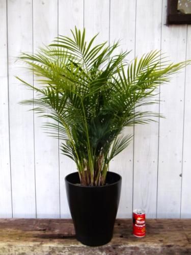 ラベニアヤシ 8号 - 植物と暮らす m-plant