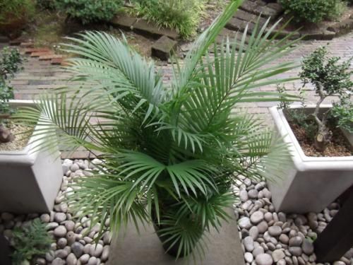 ラベニアヤシ 8号 - 植物と暮らす m-plant