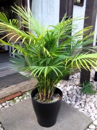 ラベニアヤシ 8号 - 植物と暮らす m-plant