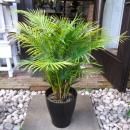 ��٥˥��䥷�����桡