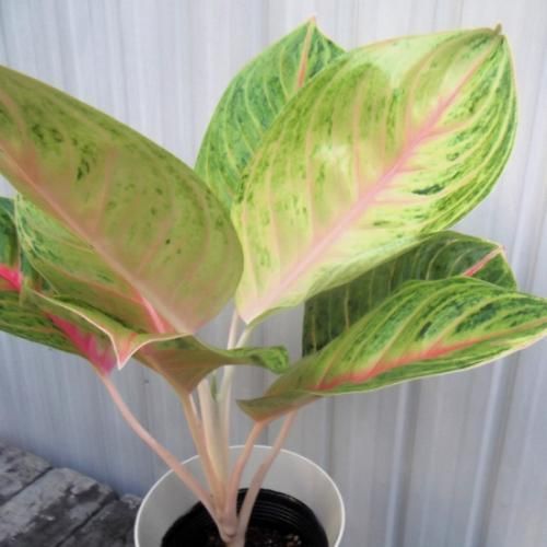 アグラオネマ・ルウィラブ 6号 - 植物と暮らす m-plant