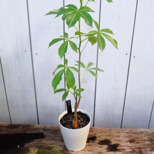 バオバブ（アダンソニア・グレゴリー）4号 - 植物と暮らす m-plant