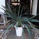 �ǥ����ͥ顦��ܥ륿���֥롼���ȥ꡼�ࡡ����