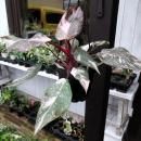 եǥɥ󡦥ԥ󥯥ץ󥻥 ޡ֥ ߤꡡ