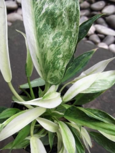 フィロデンドロン・ジョセボーノ 3.5号 - 植物と暮らす m-plant