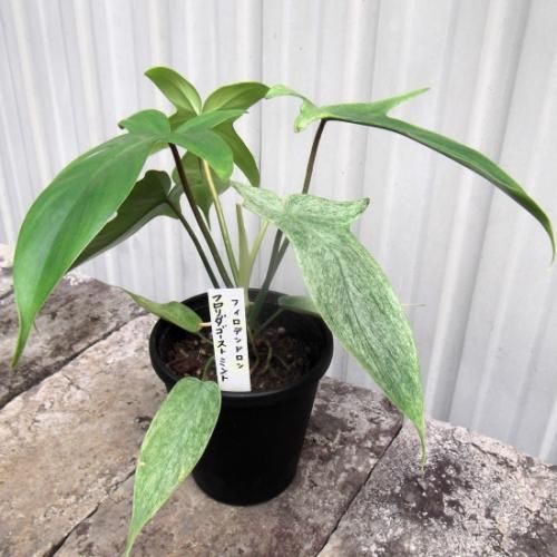 フィロデンドロン　フロリダゴーストミント　d フィロデンドロン・フロリダゴーストミント 3.5号 - 植物と