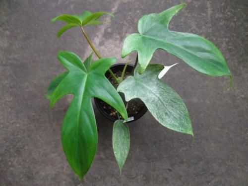 フィロデンドロン　フロリダゴーストミント　c フィロデンドロン・フロリダゴーストミント 3.5号 - 植物と暮らす m-plant