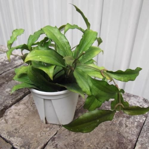 花座つき　レア　ホヤ　エリスリナ hoya erythrinaサクララン 花座つき レア ホヤ エリスリナ hoya erythrinaサクララン