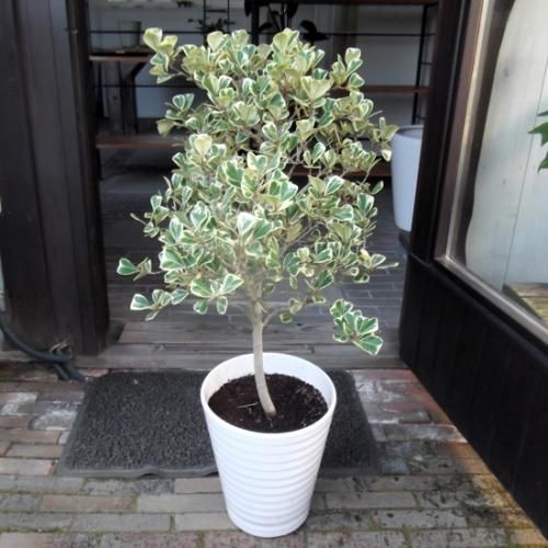 現物「フィカス・スイートハート」８号（陶器）Ficus triangularis フィカス・スイートハート 8号（陶器） - 植物と暮らす m-plant