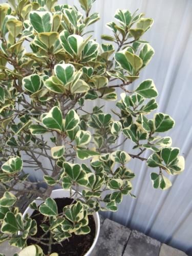 現物「フィカス・スイートハート」８号（陶器）Ficus triangularis フィカス・スイートハート 8号（陶器） - 植物と暮らす m-plant