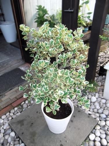 現物「フィカス・スイートハート」８号（陶器）Ficus triangularis フィカス・スイートハート 8号（陶器） - 植物と暮らす m-plant