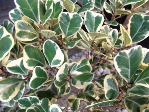 現物「フィカス・スイートハート」８号（陶器）Ficus triangularis フィカス・スイートハート 8号（陶器） - 植物と暮らす m-plant