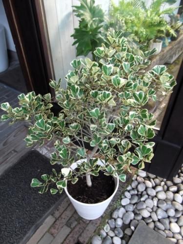 現物「フィカス・スイートハート」８号（陶器）Ficus triangularis フィカス・スイートハート 8号（陶器） - 植物と暮らす m-plant