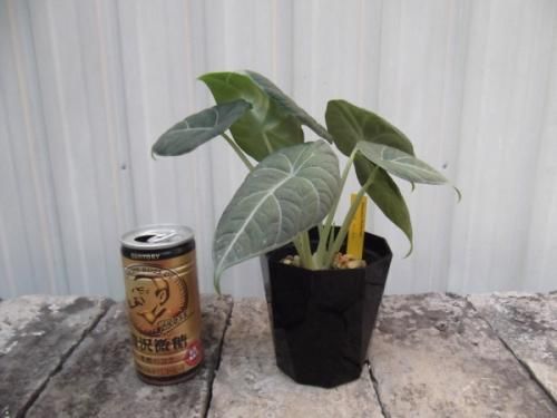 アロカシア・マハラニ 3.5号 - 植物と暮らす m-plant