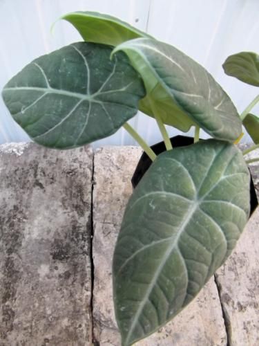アロカシア マハラニ アルボ アロカシア・マハラニ・アルボ : r/alocasia