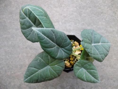 【激レア】【超特価】 アロカシア　マハラニ　斑入り アロカシア：マラハニ 3.5号ポット* の通販 | 園芸ネット